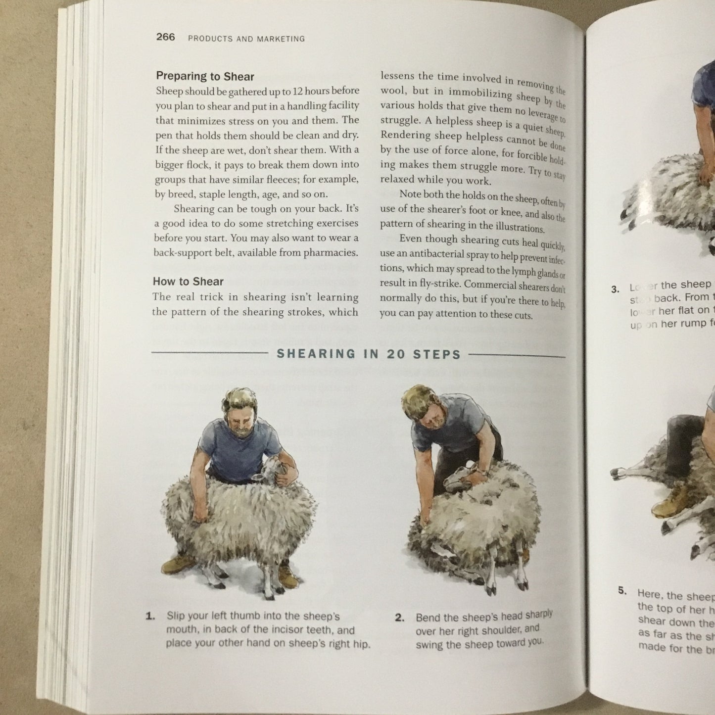 Storey’s Guide to Raising Sheep